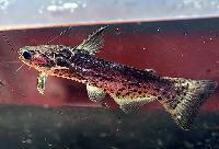 Auchenipterichthys punctatus