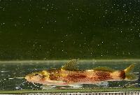 Cetopsorhamdia molinae