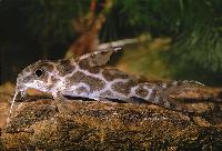 Synodontis robertsi
