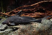 Bagrichthys majusculus