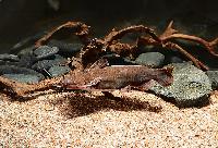 Spinipterus moijiri