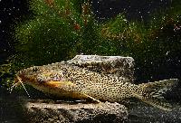 Synodontis vanderwaali