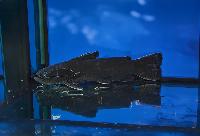 Trachycorystes trachycorystes