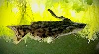 Trachelyopterus fisheri