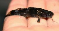 Batrochoglanis raninus