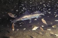 Bagrus meridionalis