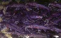 Bagrus meridionalis (yngel)