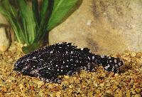 Agamyxis pectinifrons