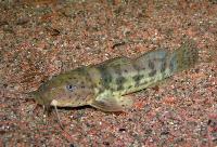 Anaspidoglanis macrostoma