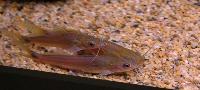 Mystus nigricans