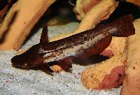 Tetranematichthys wallacei
