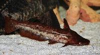Tetranematichthys wallacei