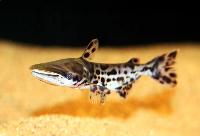 Ageneiosus marmoratus