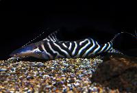 Brachyplatystoma tigrinum