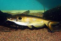 Horabagrus brachysoma