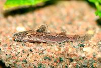 Akysis maculipinnis