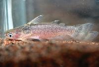 Auchenipterichthys coracoideus