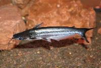 Auchenipterus ambyiacus