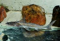 Luciopimelodus pati