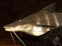 Brachyplatystoma juruense