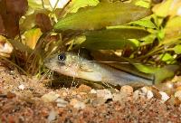 Brachyrhamdia meesi