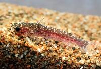 Centromochlus reticulatus