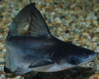 Pangasius sanitwongsei