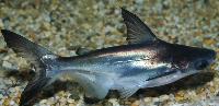 Pangasius sanitwongsei