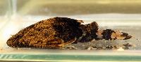 Erethistes pusillus