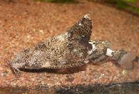 Erithistes pusillus