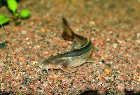 Glyptothorax major