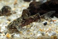 Erethistes minusculus