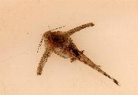 Hara jerdoni