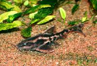 Megalodoras uranoscopus