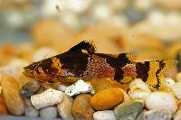 Microglanis iheringi