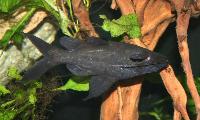 Mystus leucophasis