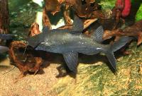 Mystus leucophasis