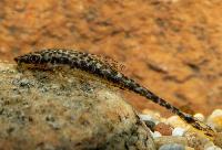 Oxyropsis carinata