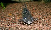 Pimelodus blochi