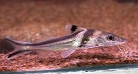 Pimelodus ornatus