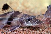 Pimelodus ornatus
