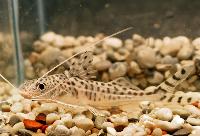 Pimelodus pictus