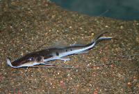 Platystomatichthys sturio