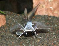 Platystomatichthys sturio