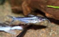 Pseudeutropius brachypopterus