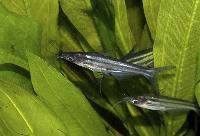 Pseudeutropius brachypopterus