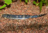 Pseudostegophilus nemurus