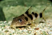 Synodontis sp. 'valentiana'
