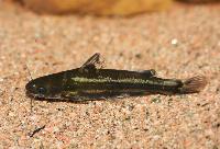 Tachysurus spilotus