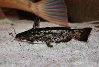 Trachelyopterus fisheri
